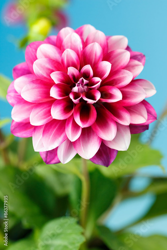 Fototapeta Naklejka Na Ścianę i Meble -  ダリアの花