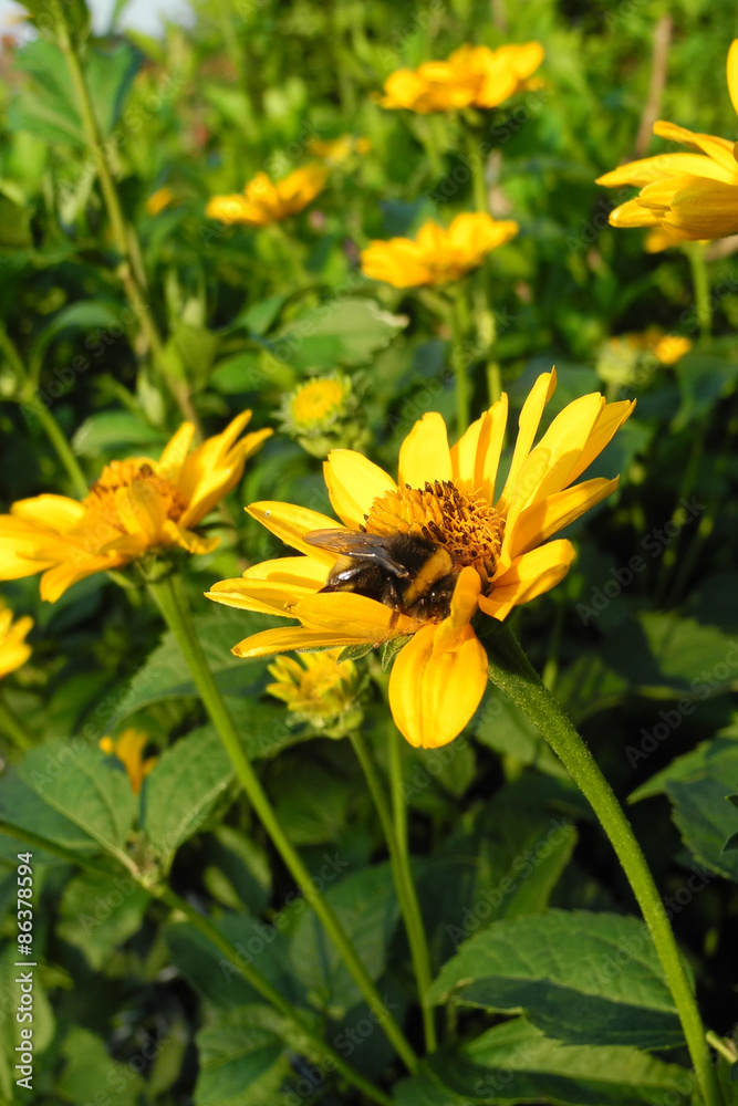 Yellow flowers (asteraceae) and a bumblebee in the early morning with fresh green leaves - in the light of the rising sun Yellow flowers (asteraceae) and a bumblebee in the early morning with fresh green leaves - in the light of the rising sun