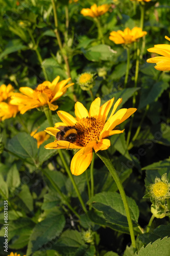 Yellow flowers  asteraceae  and a bumblebee in the early morning