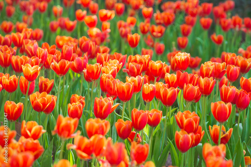 Beautiful tulips in the garden flowers. © pojvistaimage