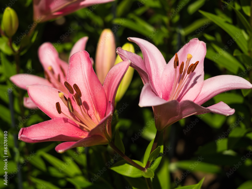 Fototapeta premium ユリ