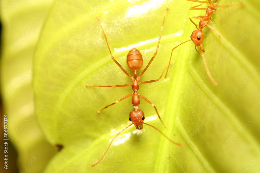 Fototapeta premium Ant working