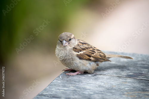 House SparrowAn image of a house sparrow sitting on a park bench in the sun 