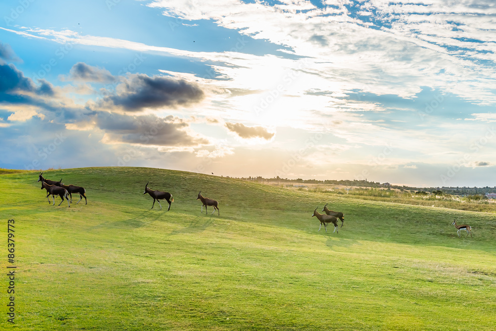 Obraz premium Antelope. South Africa