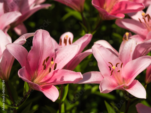 Fototapeta Naklejka Na Ścianę i Meble -  ユリ