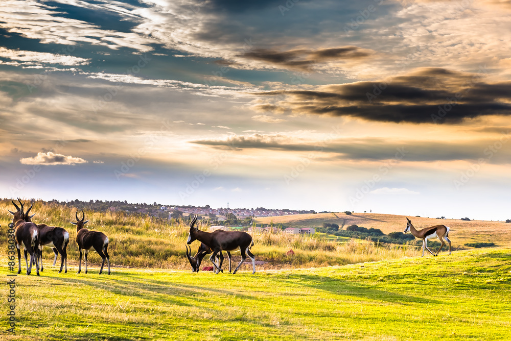 Antelope. South Africa
Antelope. South Africa