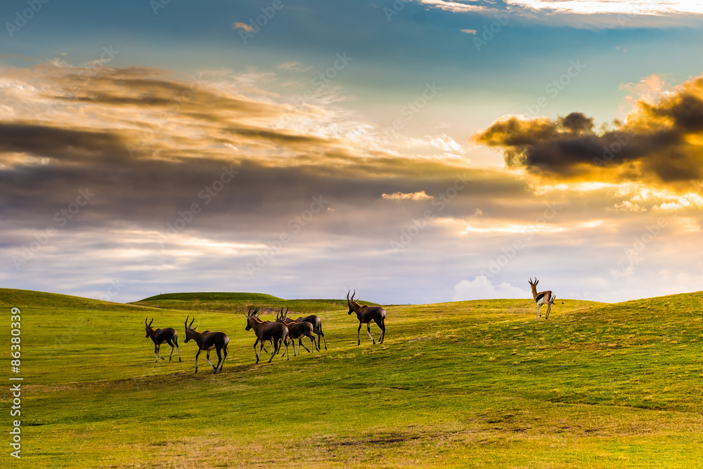 Fototapeta premium Antelope. South Africa 