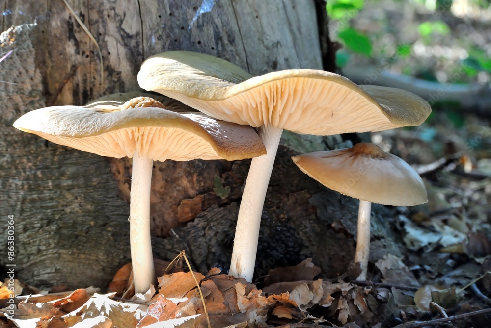 Fototapeta premium Mushrooms on tree stump