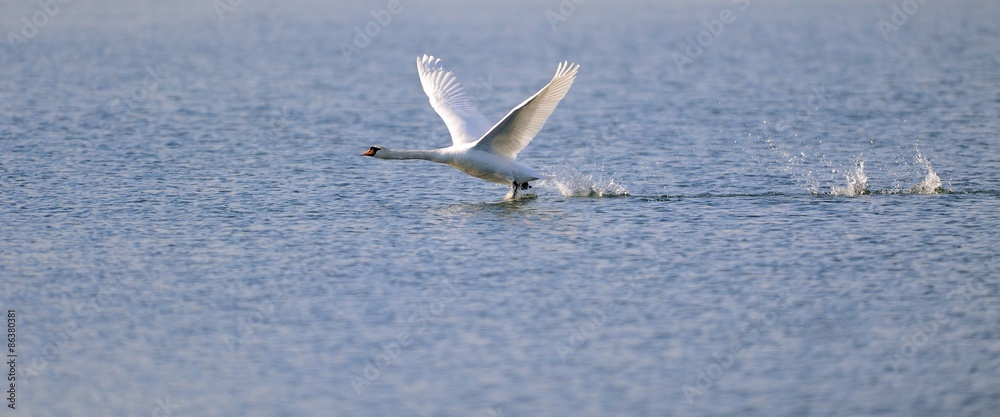 Fototapeta premium Swan ready for take off