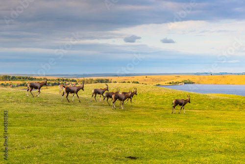 Antelope. South Africa   © kamira