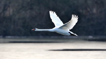 Acrylglasbilder Schwan Storch im Nest bei Sonnenschein  © pixelnest