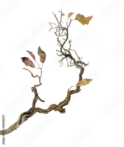 Dry branch with leaves