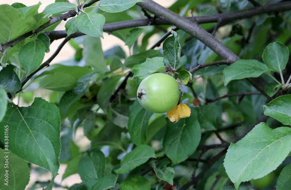 apple on a tree in the garden of rural life