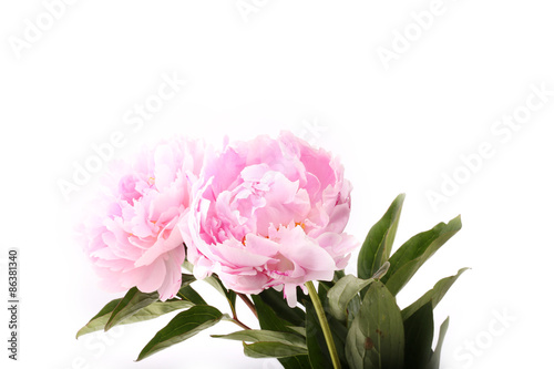 gently pink peony flower on a white background © sabyna75