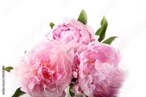 gently pink peony flower on a white background