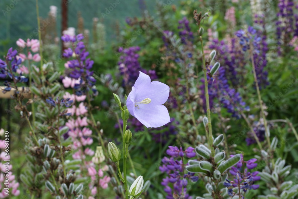 Naklejka premium Bluebell flower in the garden