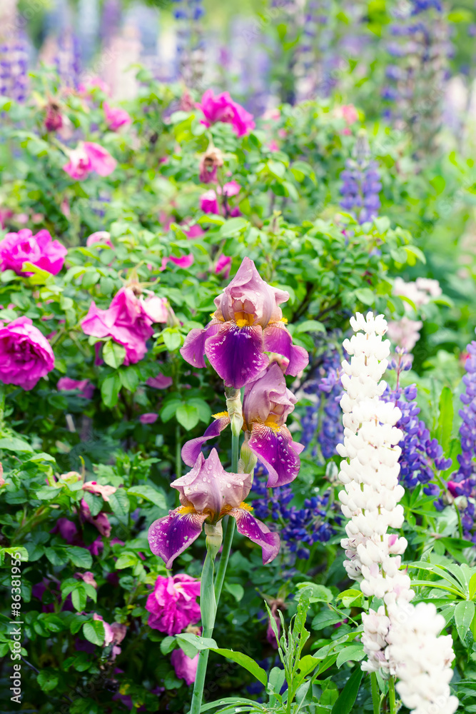 Obraz premium iris flower garden summer spring