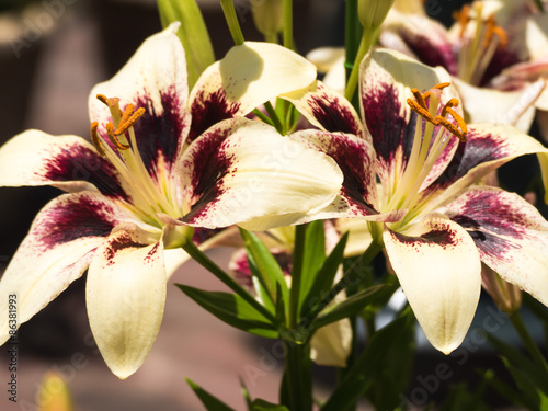 Fototapeta Naklejka Na Ścianę i Meble -  ユリ