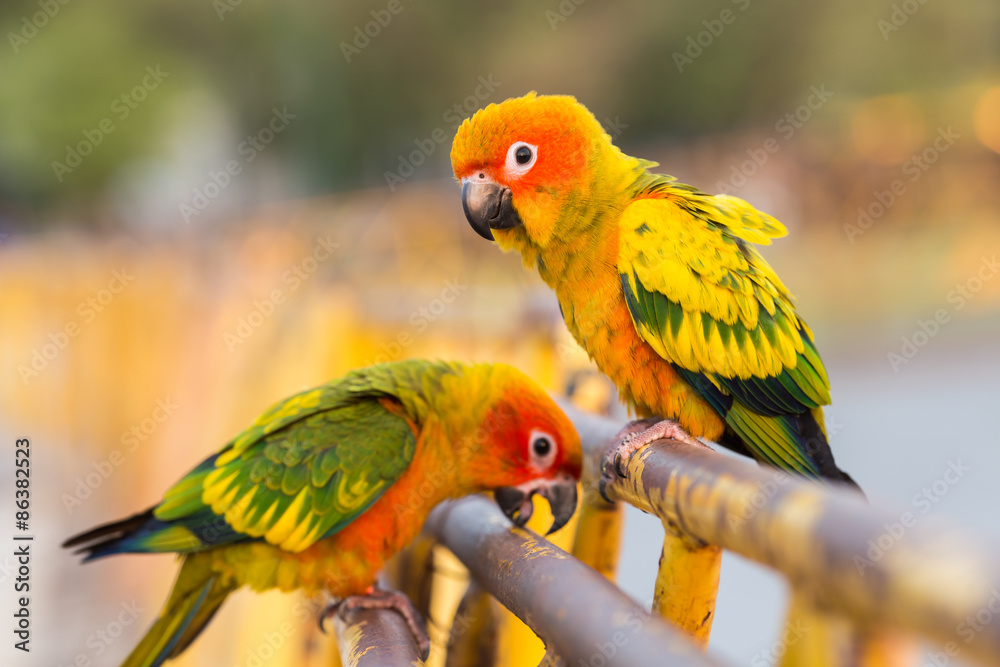 Colorful parrot standing.