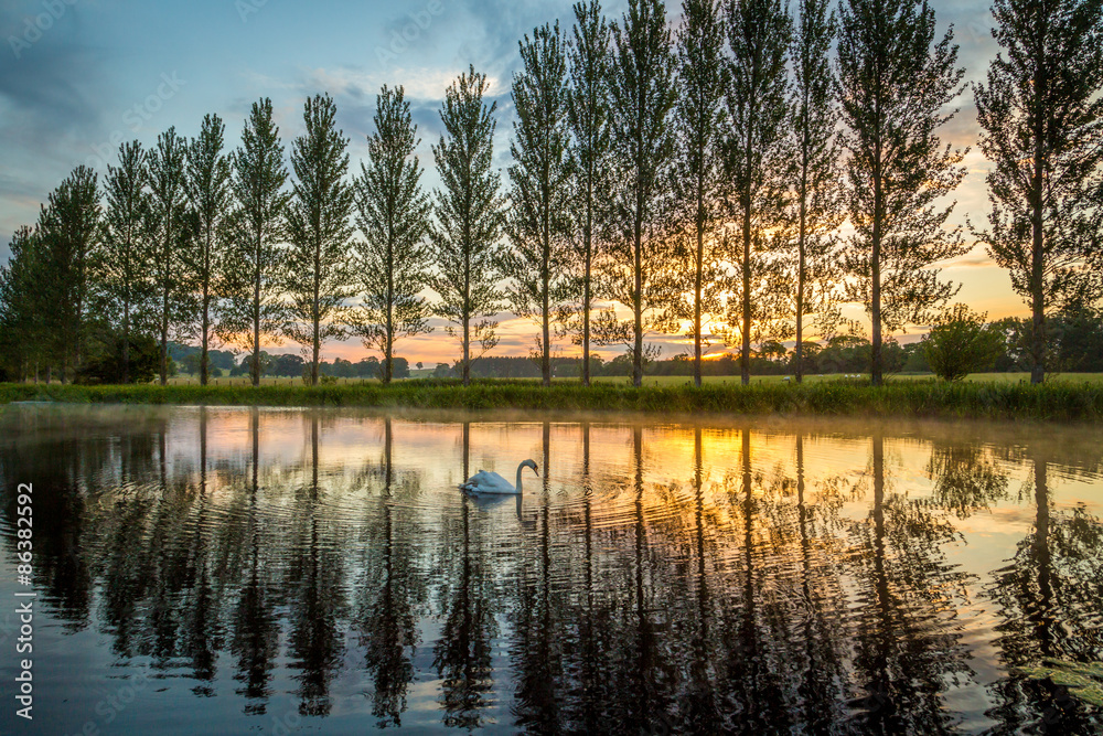 Obraz premium Summer sunset with swan on lake
