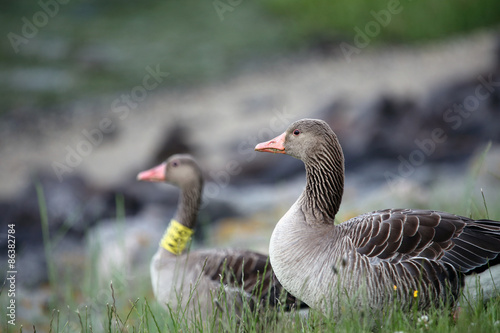 Ducks sitting in grass