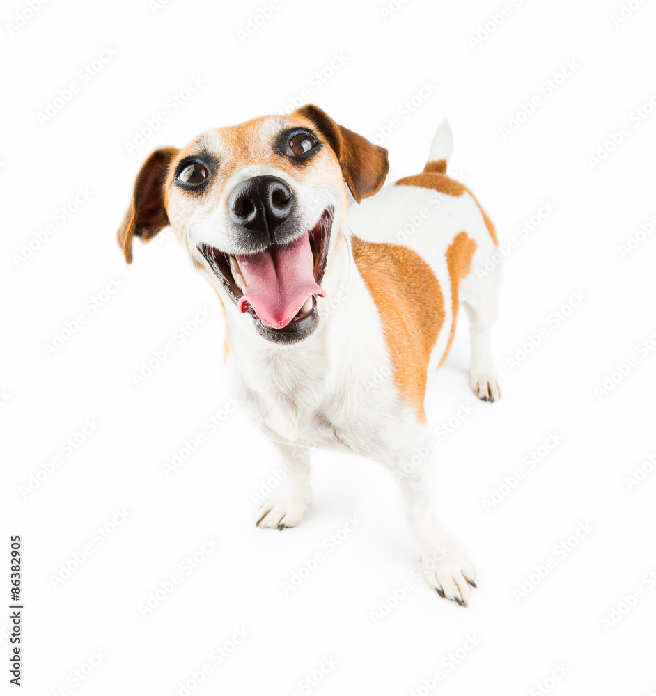 good-humoured dog debonair and cheerful looking 