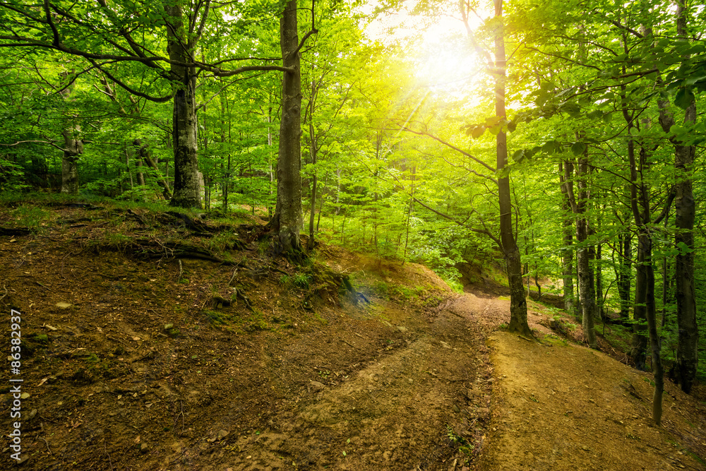 Fototapeta premium path in to deep ancient forest