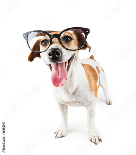 Happy dog debonair and cheerful looking with glasses
