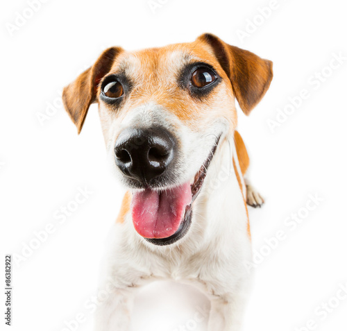 Cute dog Jack russell terrier
