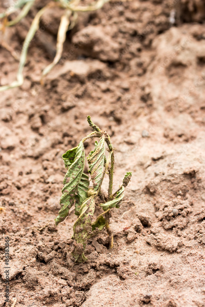 crisis of growth dried plant in the ground.Caused by global warm crisis of growth dried plant in the ground.Caused by global warm
