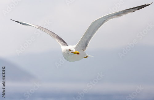 seagull in search of fish