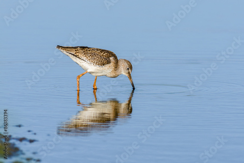 Common redshank (Tringa totanus) foraging