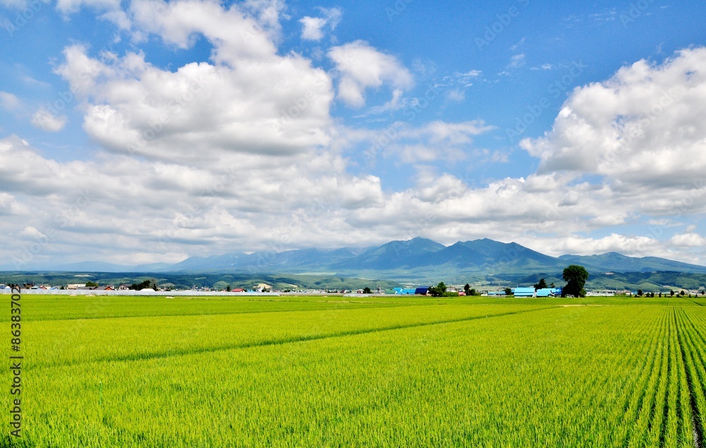 rice field, mountain and blue sky in Hokkaido, Japan.