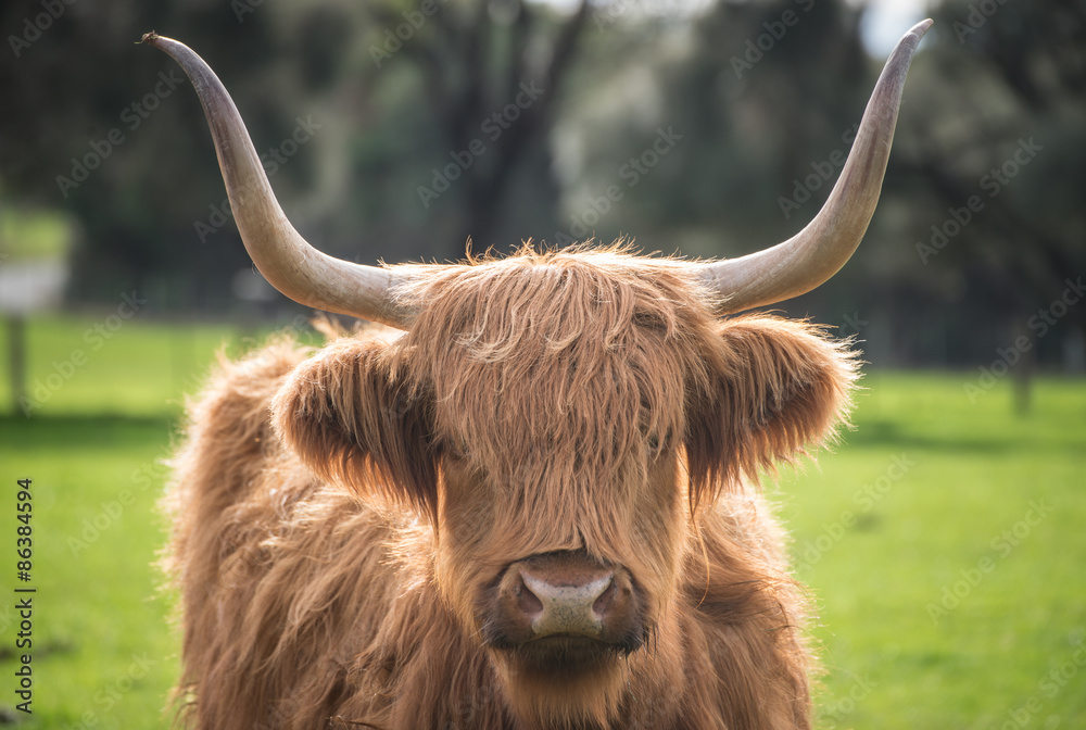 The highland cow in the farm of Churchill island at Phillip island, Melbourne, Australia. The highland cow in the farm of Churchill island at Phillip island, Melbourne, Australia.