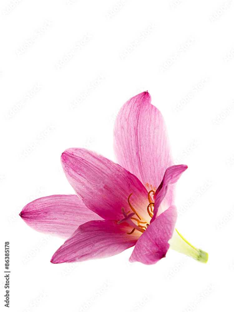 pink-purple rain lily, zephyranthes, on white pink-purple rain lily, zephyranthes, on white