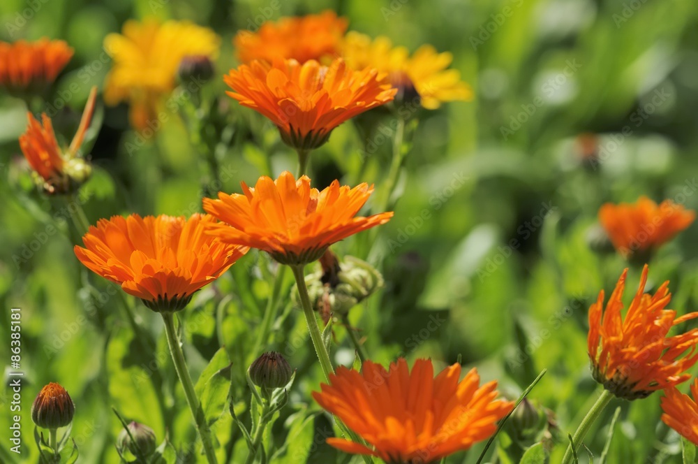 calendula 61 calendula 61