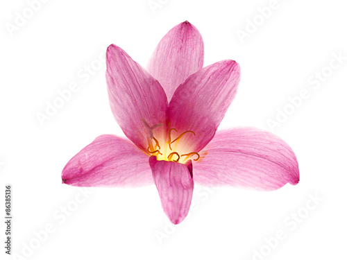 Fototapeta Naklejka Na Ścianę i Meble -  pink-purple rain lily, zephyranthes, on white
