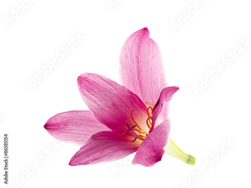 Fototapeta Naklejka Na Ścianę i Meble -  pink-purple rain lily, zephyranthes, on white