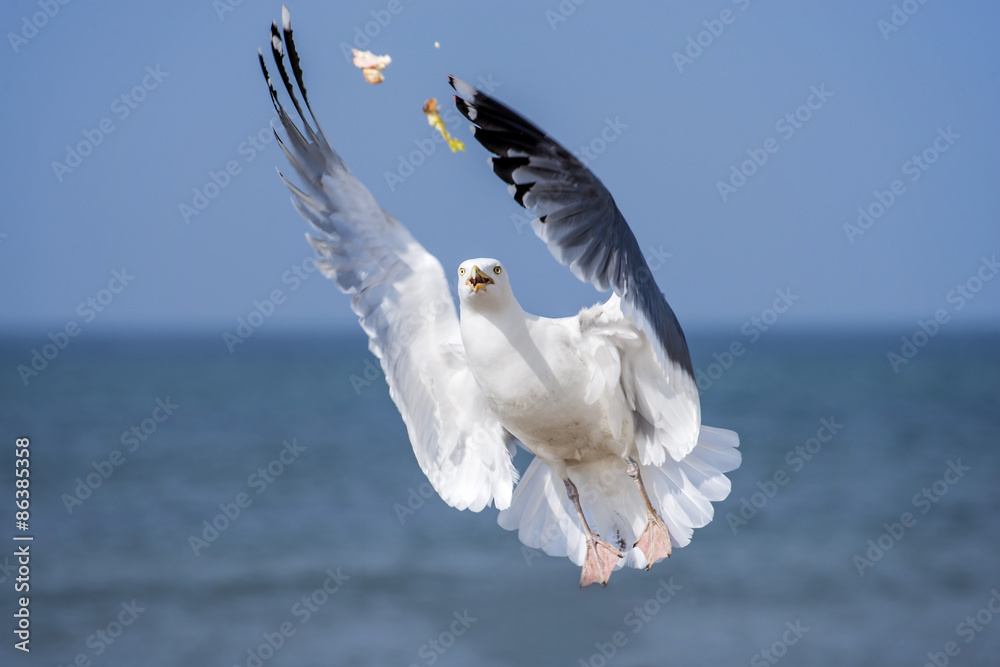 Fototapeta premium Silbermöwe, Larus argentatus Pontoppidan im Flug