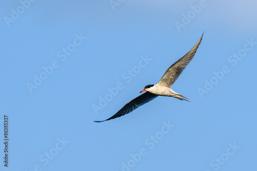 Common Tern  Sterna hirundo  in flight 