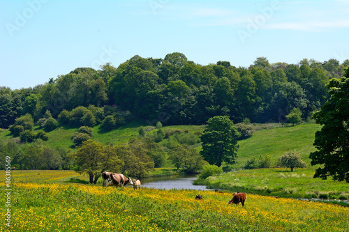 Countryside, Alnwick, England