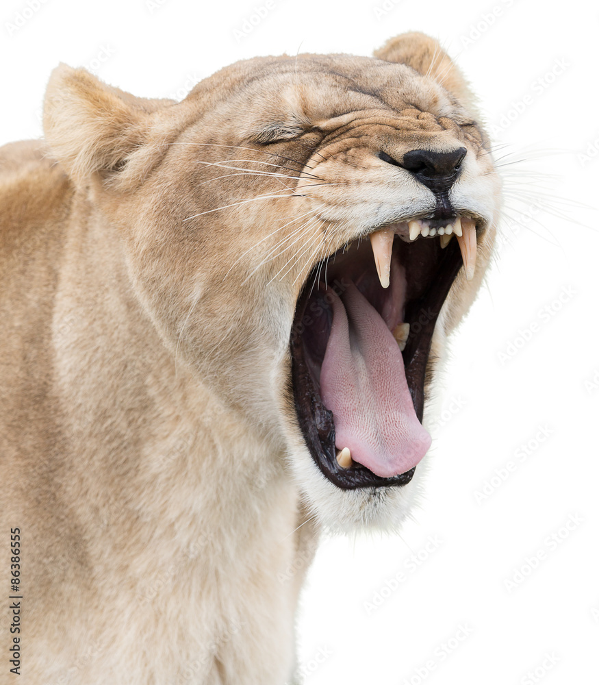Fototapeta premium Angry lioness