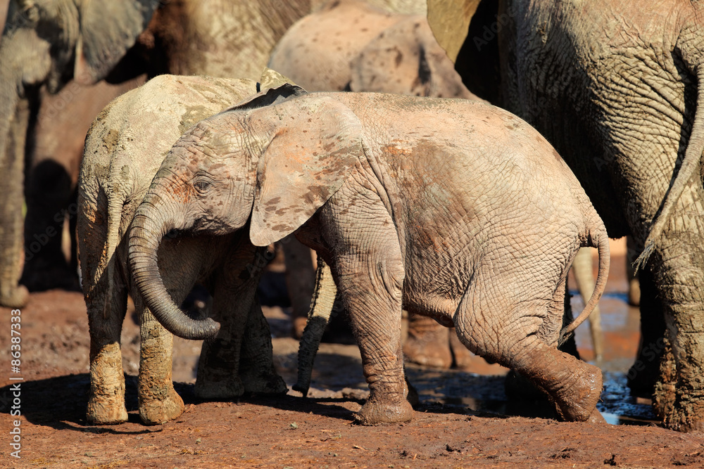 Fototapeta premium A cute baby African elephant (Loxodonta africana), Addo Elephant National Park, South Africa