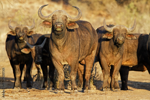 African or Cape buffaloes (Syncerus caffer), South Africa © EcoView