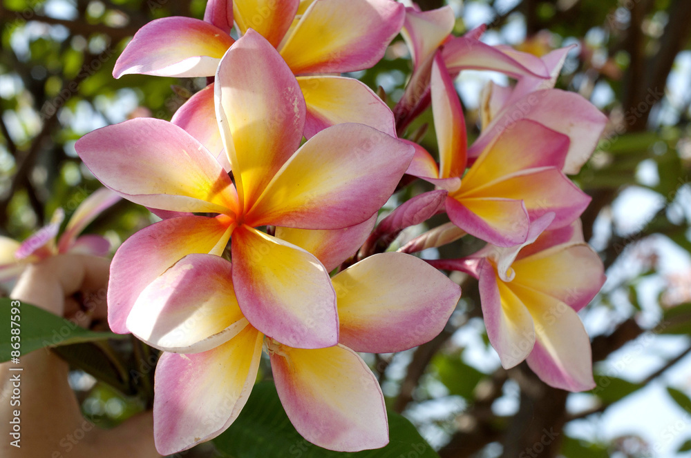 Obraz premium Jasmine Flowers on a Tree