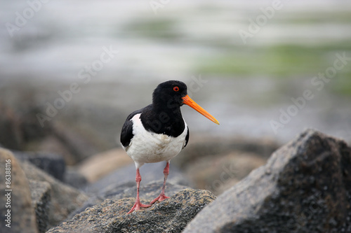 Close-Up of Oystercatcher