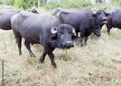 Buffalos in a dairy farm