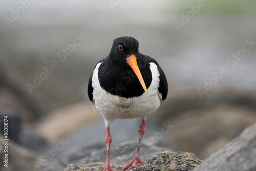 Close-Up of Oystercatcher