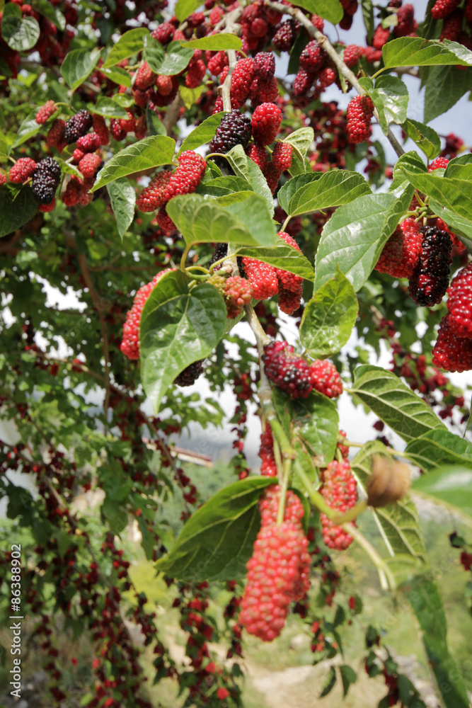 mulberry mulberry