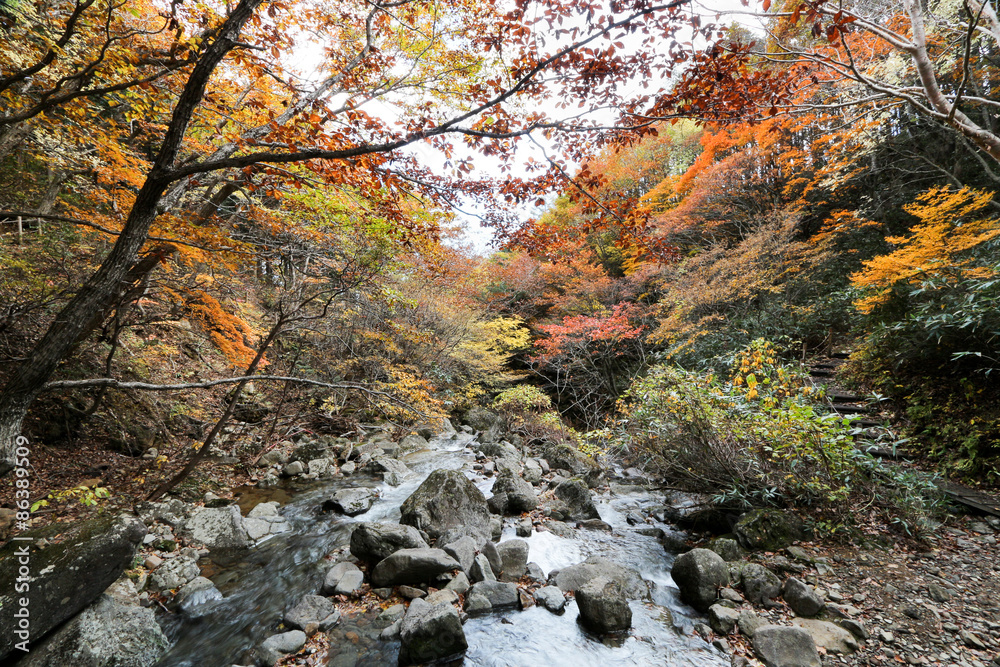 紅葉の渓谷